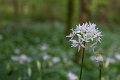 Springtime in Monaghan 2013 (15)